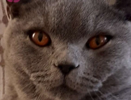 British Shorthair Erkek Kedime Dişi Eş Arıyorum - 10357