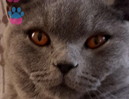 British Shorthair Erkek Kedime Dişi Eş Arıyorum