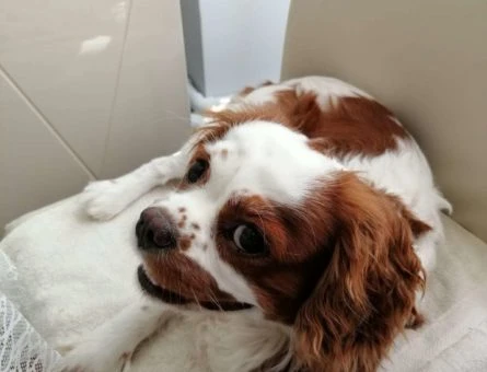 Cavalier King Charles Dişi Eş Arıyorum :) - 10361