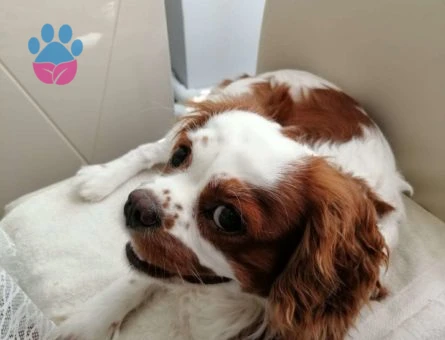 Cavalier King Charles Dişi Eş Arıyorum :)