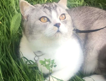 British Shorthair Oğlumuza Kız Arıyoruz - 10379