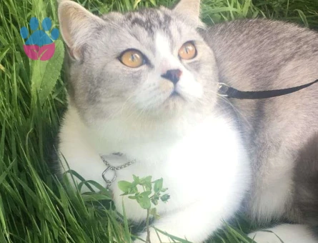 British Shorthair Oğlumuza Kız Arıyoruz