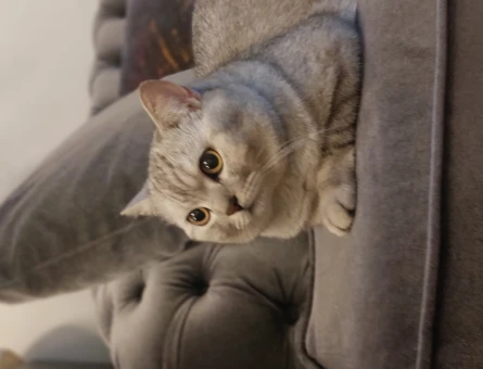 British Shorthair Silver Kedime Eş Arıyorum - 1037