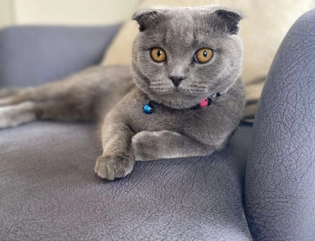 Scottish Fold Erkek Kedimize Eş Arıyoruz – Bilecik-Eskişehir - 10381
