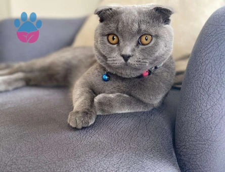 Scottish Fold Erkek Kedimize Eş Arıyoruz – Bilecik-Eskişehir