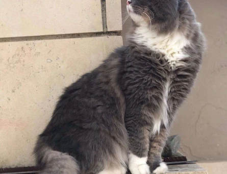 Mavi Rus Kedi Kırması 3 Yaşında Erkek - 10413