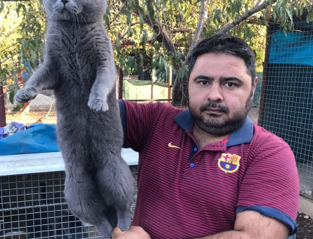 British Shorthair Oğluma Eş Arıyorum - 10428