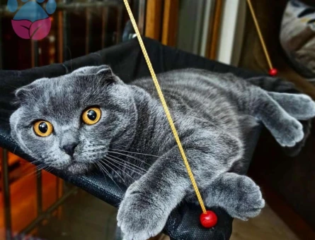 Scottish Fold Oğlumuza Eş Arıyoruz - 10450