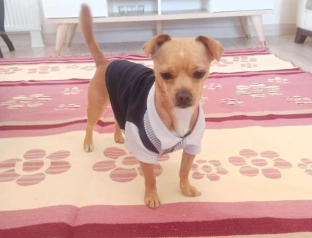 Chihuahua 2 Yaşında Oğluma Eş Arıyorum - 1046