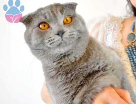 Gri Scottish Fold Erkek Kedime Eş Arıyorum - 10482