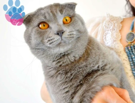 Gri Scottish Fold Erkek Kedime Eş Arıyorum