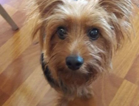 Tekirdağ Yorkshire Terrier - 10485