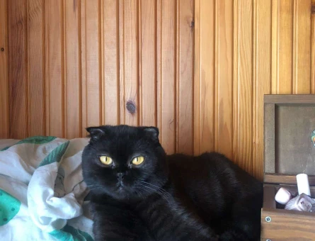 Scottish Fold Cinsi Oğlumuza Acil Eş Arıyoruz - 10514