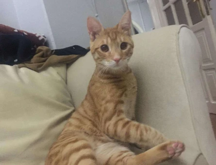 Mıncır Kedi - 10545