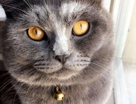 1 Yaşındaki British Shorthair Oğluma Eş Arıyorum. - 10559