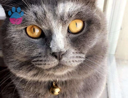 1 Yaşındaki British Shorthair Oğluma Eş Arıyorum.