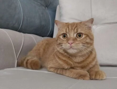 Scottish Fold 1 Yaşında Kedime Eş Arıyorum - 1062