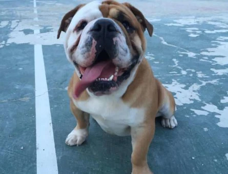 Safkan İngiliz Bulldog Oğlumuza Eş Arıyoruz - 10638