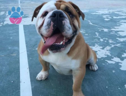 Safkan İngiliz Bulldog Oğlumuza Eş Arıyoruz