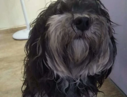 1.5 Yaşında Erkek Havanese Oğlumuza Eş Arıyoruz - 10673
