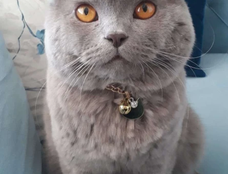 Diyarbakır’da British Shorthair Oğluma Dişi Cins Kedi Arıyorum - 10674