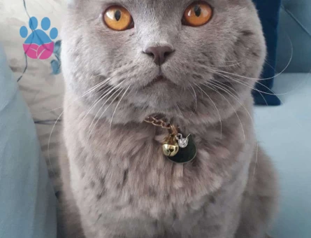 Diyarbakır&#8217;da British Shorthair Oğluma Dişi Cins Kedi Arıyorum