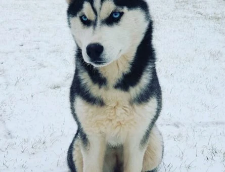 Gaziantep’de Husky Cinsi Kızımıza Erkek Eş Arıyoruz - 10677