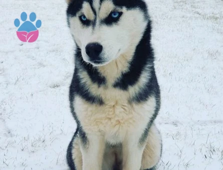 Gaziantep&#8217;de Husky Cinsi Kızımıza Erkek Eş Arıyoruz