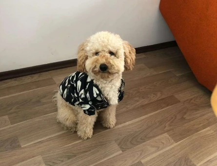 Toy Poodle Cinsi Oğlumuz Uyap Eş Arıyor - 10693