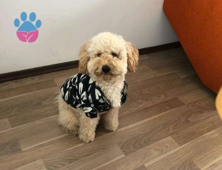 Toy Poodle Cinsi Oğlumuz Uyap Eş Arıyor