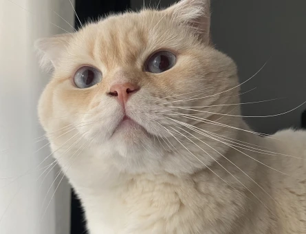Scottish Fold Oğluma Eş Arıyorum - 106