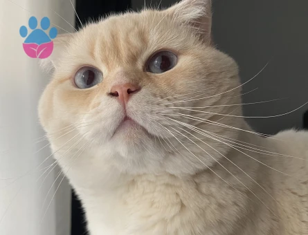 Scottish Fold Oğluma Eş Arıyorum