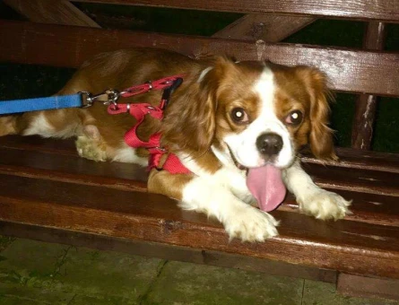 Cavalier King Charles 4 Yaşındaki Oğluma Eş Arıyorum - 10717