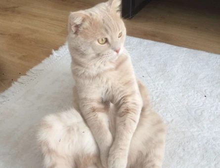 İstanbul’da British Shorthair Cinsi Oğlumuza Dişi Arıyorum - 10726