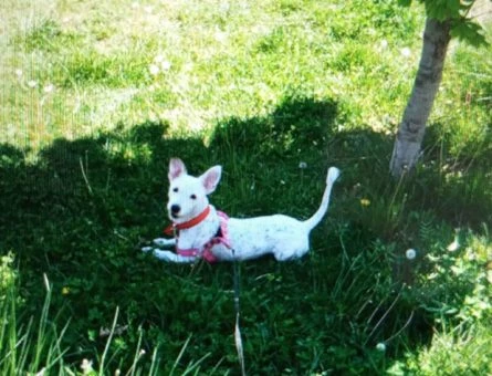 Jack Russell Terrier Cinsi Oğluma Eş Arıyorum - 10746