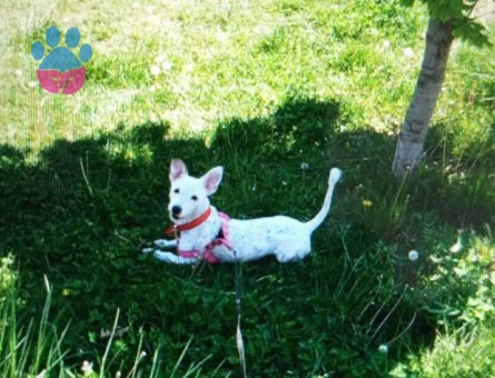 Jack Russell Terrier Cinsi Oğluma Eş Arıyorum