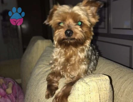 Mersinde Yorkshire Terrier 1 Yaşında Oğluma Eş Arıyoruz