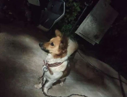 Pekinez Papillion Cins Kızımıza Eş Arıyoruz - 1075