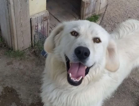 Eskişehir’de Golden Retriever Oğlumuza Eş Arıyoruz - 10779