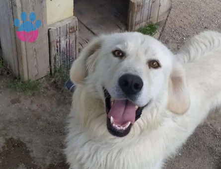 Eskişehir&#8217;de Golden Retriever Oğlumuza Eş Arıyoruz