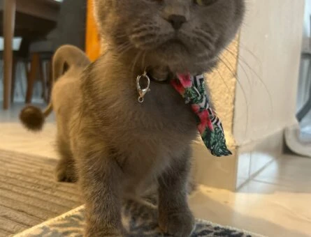 British Shorthair Sakin Kedime Eş Arıyorum - 1077
