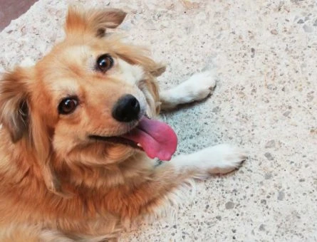 Golden Terrier Kırması Köpeğime Eş Arıyorum - 10811
