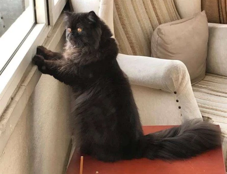 Yakışıklı Oğlum Pablo’ya Eş Arıyoruz (İRAN KEDİSİ) - 10974