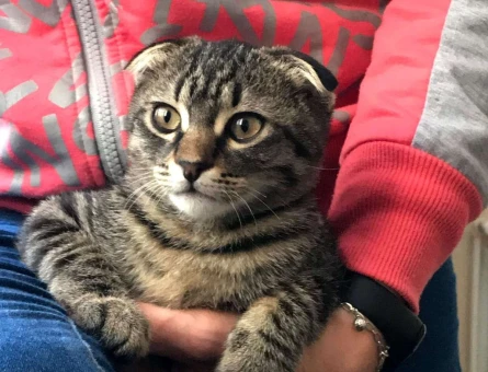 Süzi Scottish Fold - 10978