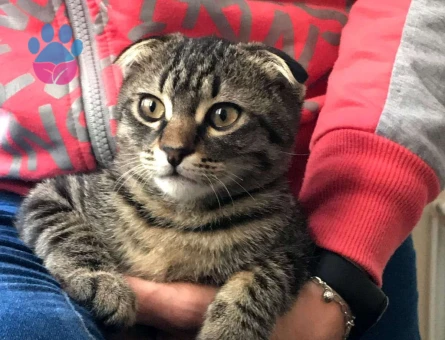 Süzi Scottish Fold