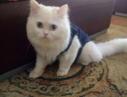 Ciflestirmek İçin Dişi Kedi Arıyoruz ? - 11038