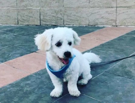 İstanbul İçi Maltese Terrier Cinsi Oğlumuza Eş Arıyoruz - 11053