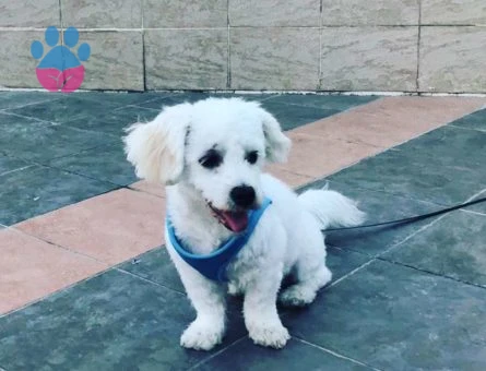 İstanbul İçi Maltese Terrier Cinsi Oğlumuza Eş Arıyoruz