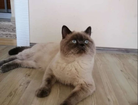 British Blue Point - 11084