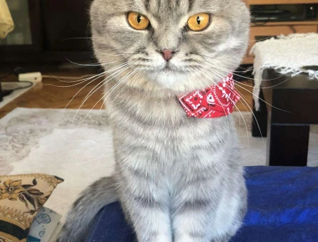 Karizmatik Scotish Fold Whiskas Oğlumuz Patibeye - 11087